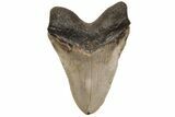 Serrated, Fossil Megalodon Tooth - North Carolina #235125-2